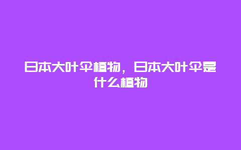 日本大叶伞植物，日本大叶伞是什么植物