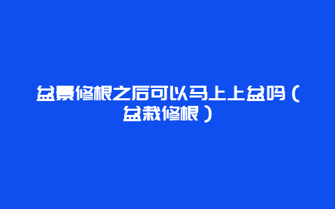盆景修根之后可以马上上盆吗（盆栽修根）