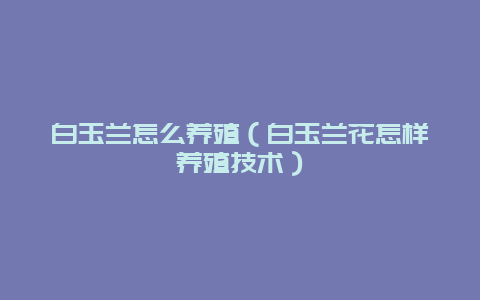 白玉兰怎么养殖（白玉兰花怎样养殖技术）