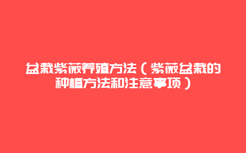 盆栽紫薇养殖方法（紫薇盆栽的种植方法和注意事项）