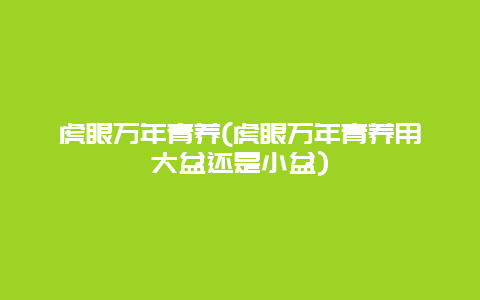 虎眼万年青养(虎眼万年青养用大盆还是小盆)